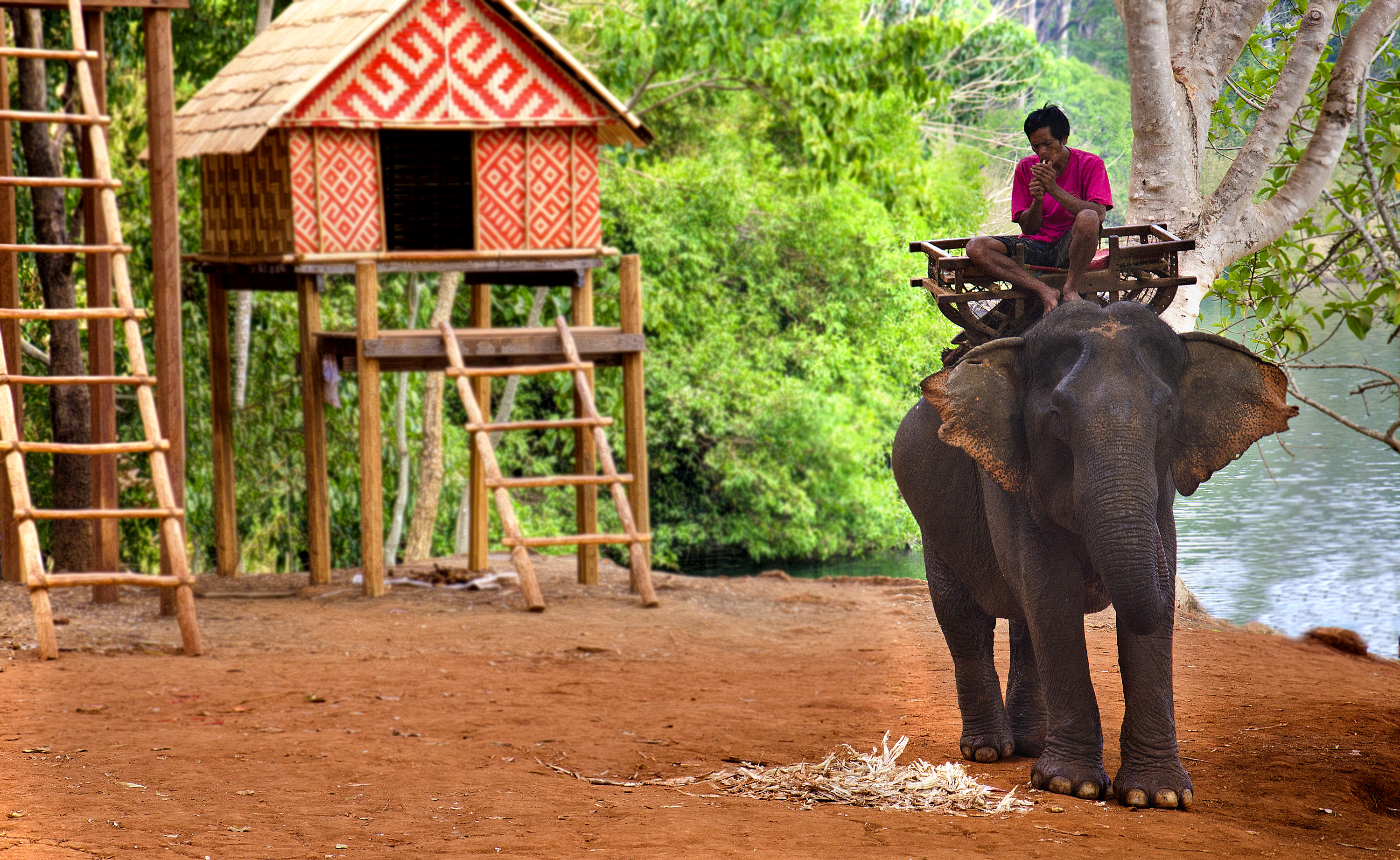 About: An Asian elephant, ridden by a Tampuan man