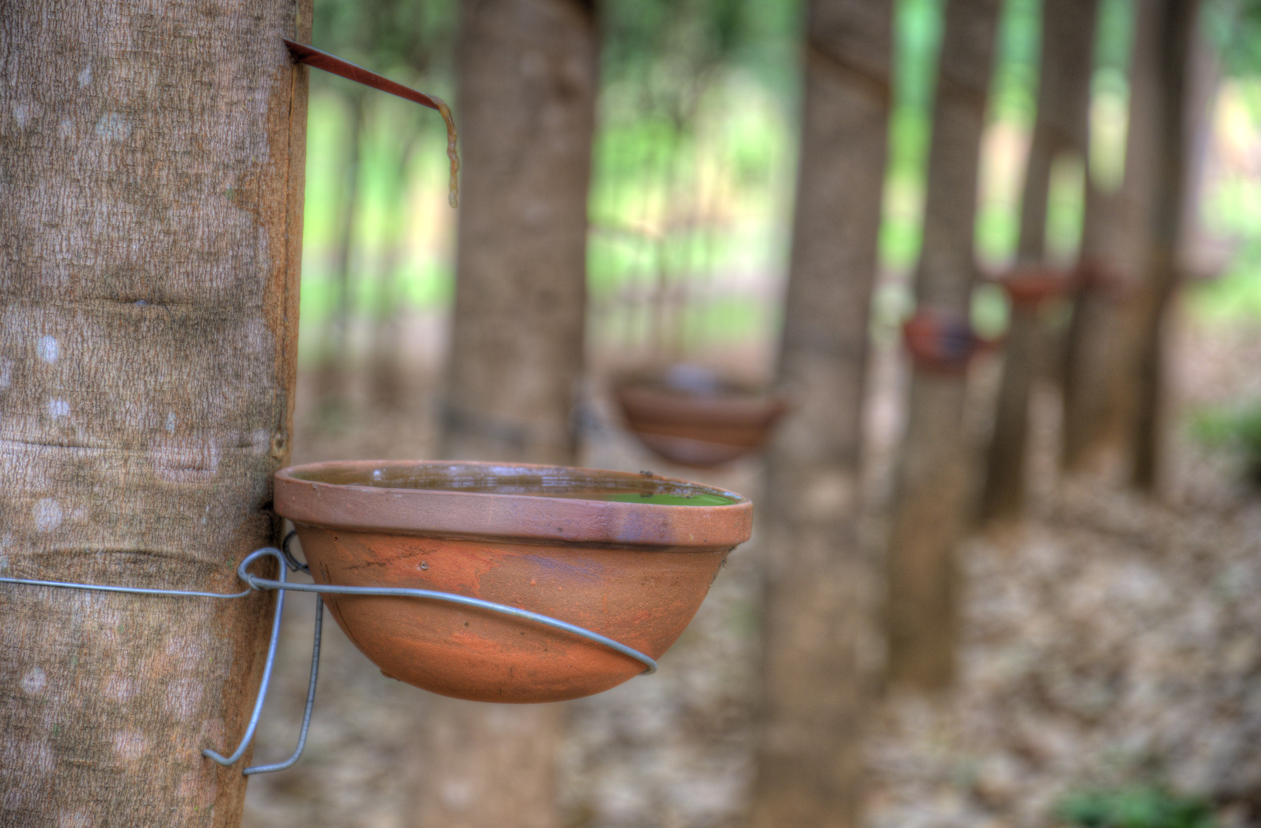 raw latex harvested from rubber trees in ratanakiri