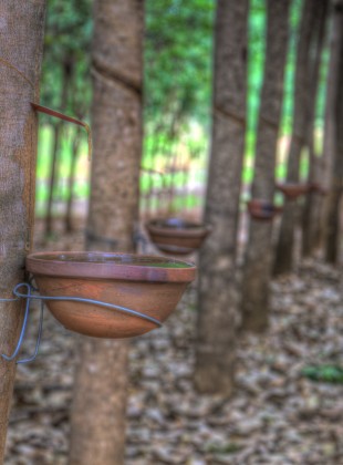 rubber sap in ratanakiri province, cambodia