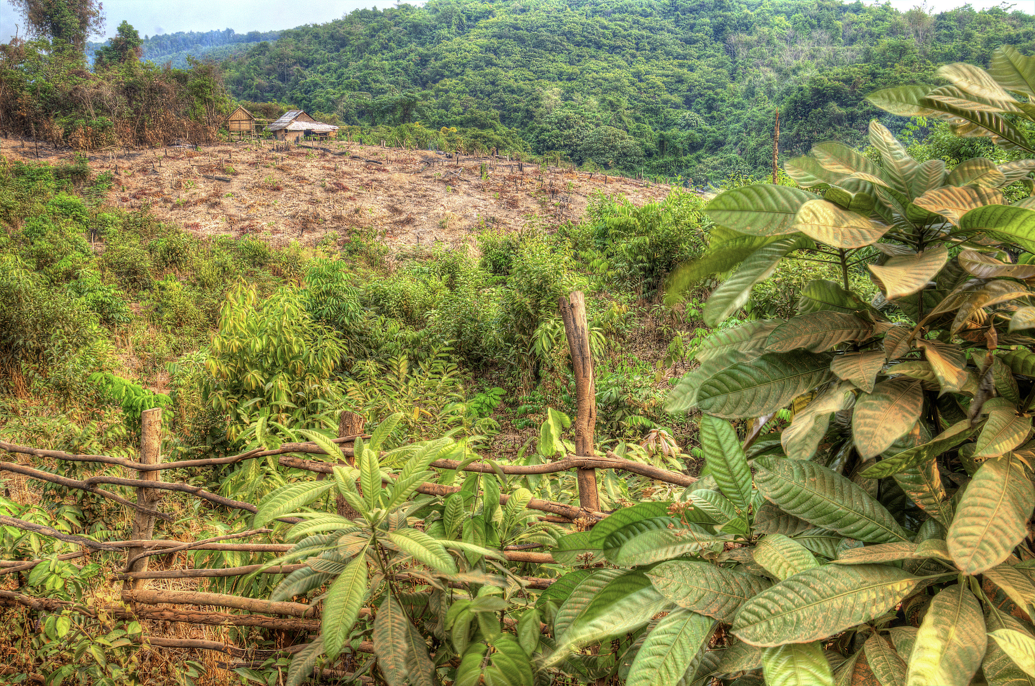 Montanyard Krung farm slash and burn for planting dryland rice.