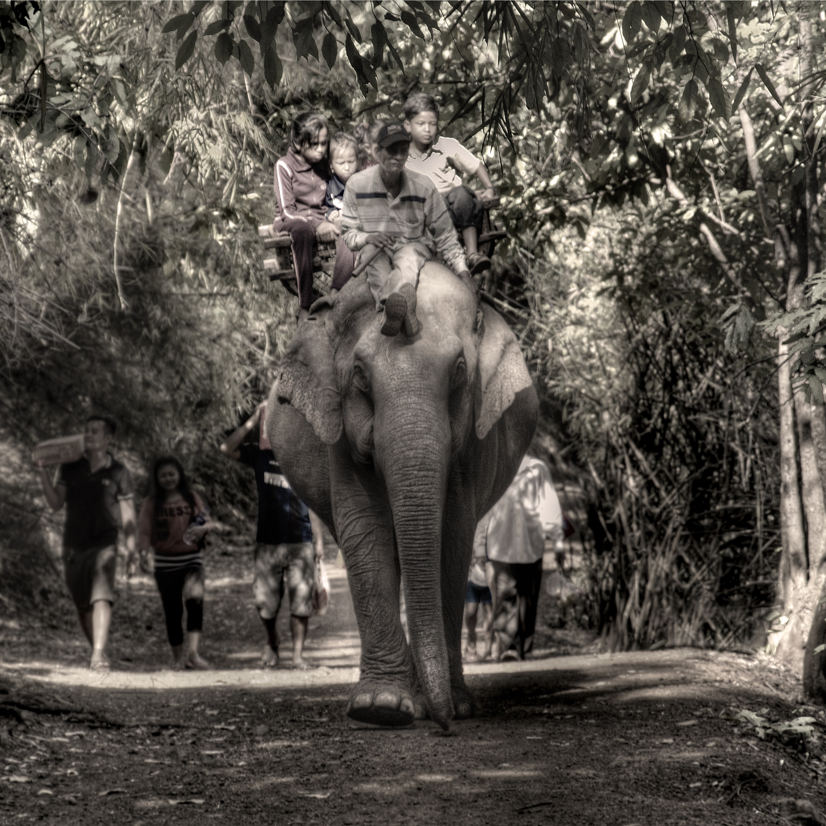 riding an elephant down a jungle path
