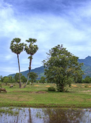 water buffalo in laos