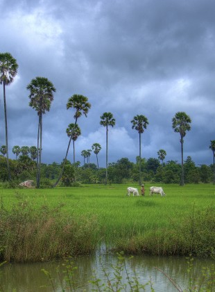 Monsoons over the Rice Paddy