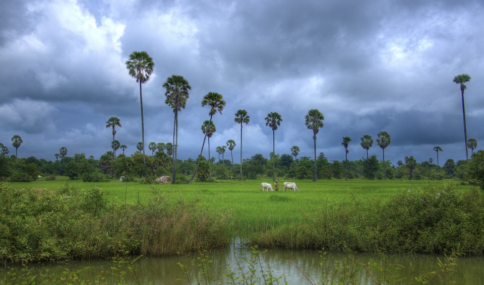 Monsoons over the Rice Paddy