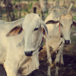 Brahman Cows in Cambodia