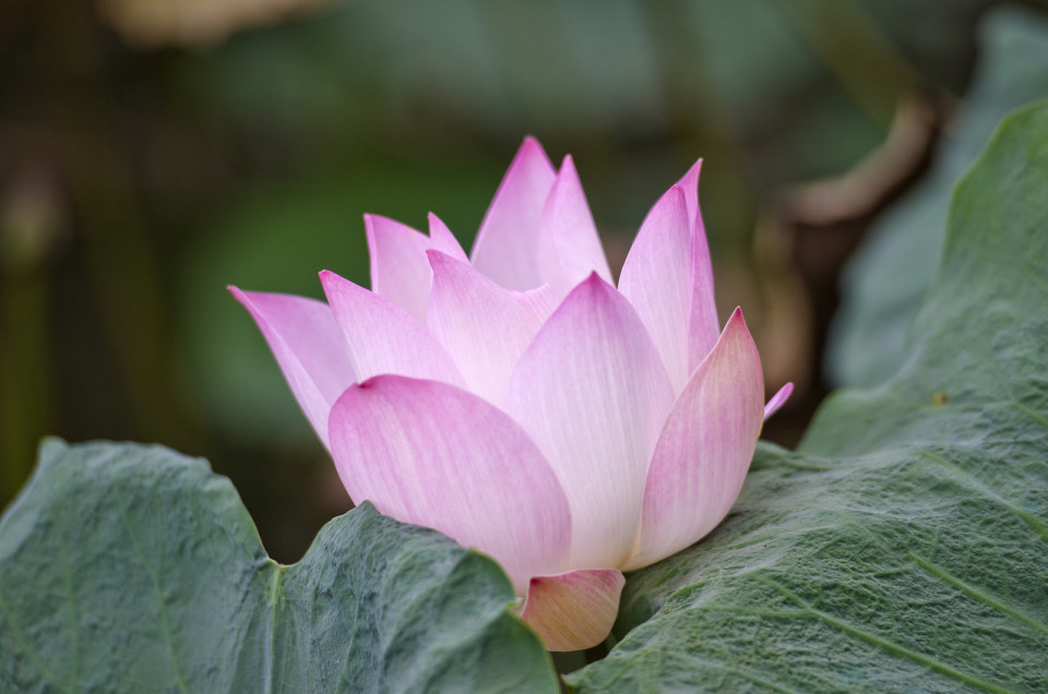 pond lotus cambodia