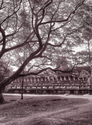 Old Bonsai-style tree at Angkor Wat
