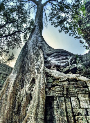 Roots on the Ancient Temple of Ta Prom