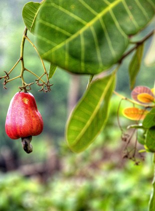 Red cashew fruit from an orchard in northeast cambodia