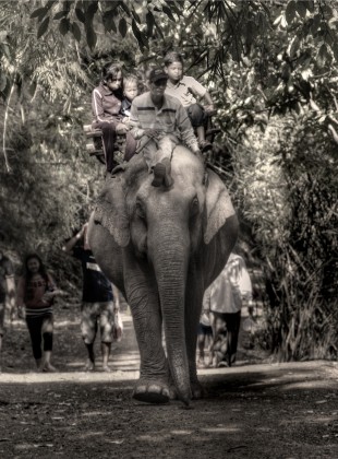 riding an elephant down a jungle path